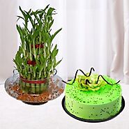 Buy triple layer bamboo plant with kiwi cake online for occasions