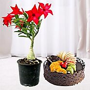 Buy Red Adenium plant with Mixfruit cake online for occasions in India