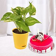 Buy a delicious strawberry cake with a money plant for birthdays