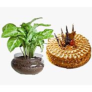 1 pound premium butterscotch cake with beautiful Money plant in a glass bowl