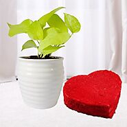 Money plant in a pot with Red velvet premium quality heart shape cake