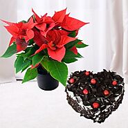 Beautiful Poinsettia plant with 1 kg heart shape Dual Forest cake