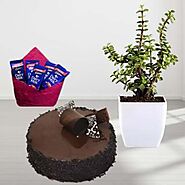 1 pound double chocolate cake , Jade plant , with 5 dairy milk chocolates