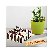 1 pound white forest premium quality cake , jade plant in a pot with 1 toblerone chocolate