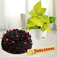 1 pound cherry truffle with money plant in Fiber pot with a tobleone chocolate