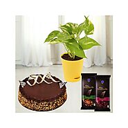 1 pound chocolate walnut cake with money plant in fibre pot with 2 bournville dark chocolate
