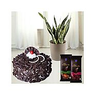 1 pound black forest cool cake with syseveriea plant in pot with set of 2 bournville chocolates