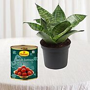 sansevieria plant in pot with 1 kg gulabjamun