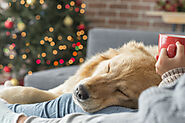 50 Gift Ideas for the Dog Owner Who Has Everything (Else)