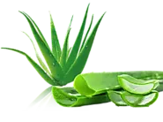 What are the Health Benefits of Eating Aloe Vera? And How to Use it in Food