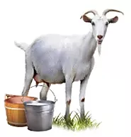 Would you like to include Goat’s milk in your diet? – The Benefits of Goat Milk – Benefits of Goat Milk for Babies