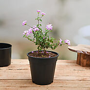 Lantana Plants online