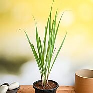 Lemon Grass