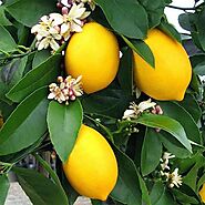 Lemon Trees