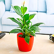 Peace Lily Plants