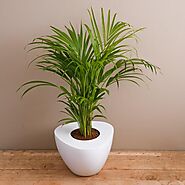 Areca Palm Plants