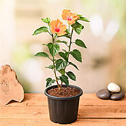 Buy Hibiscus Plants online