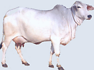Tharparkar cow for sale Desi cow for Sale