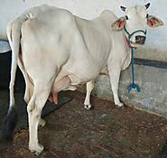 Pure Desi Cows Supplier,Pure Desi Cows Trader,Karnal