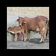 Sahiwal Cow For Sale In Haryana, India