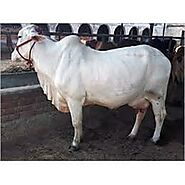 White Desi Cow Gender: Female, Price Range 40000.00 - 45000.00 INR/Piece | ID: c5914648