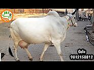 👍FOR SALE: (Desi Cows).👍 Top #Haryana #Breed Cows and 1 Heifer available👍(9812158812)