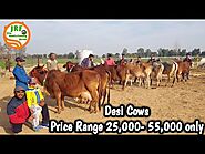 👍For Sale: Desi Cows ,Price 25,000- 55,000 👍. #Handa Sir Farm.👍