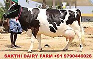 hf cow , jersey cow for sale in tamilnadu , kerala , andra pradesh on Engormix. (Ref 34659)