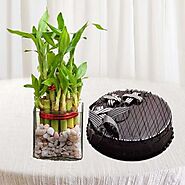 2 layer lucky bamboo plant with delicious chocolate truffle