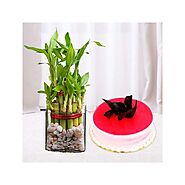 2 layer lucky bamboo plant with 1 pound Red Velvet cool cake