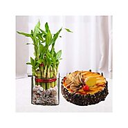 3 layer lucky bamboo plant with 1 pound Irish Coffee coolcake