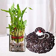 3 layer lucky bamboo plant with 1 pound Black forest cool cake