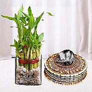 3 layer lucky bamboo plant with 1 pound butterscotch cool cake