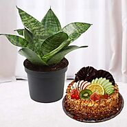 1 pound mix fruit cool cake with sansevieria plant