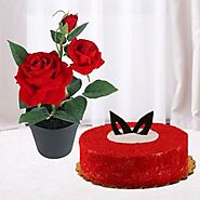 Buy a fresh red velvet cake with a Red rose plant online in India