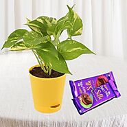 Money plant in pot with set of 2 dairy milk silk chocolates