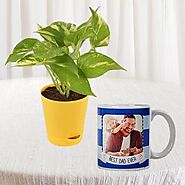 photo mug with money plant in pot