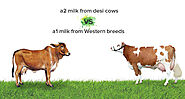 DIFFERENCE BETWEEN INDIAN NATIVE A2 COW MILK AND CROSS BREED A1 COW MILK AND HEALTH BENEFITS OF A2 COW MILK: