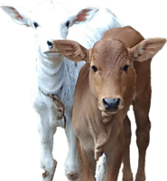 Cow Milk In Jaipur | Gir Cow Milk In Jaipur | Desi Cow Milk In Jaipur