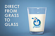 Direct form grass to glass 100% Cow milk Manufacturer and Supplier – Niryasa