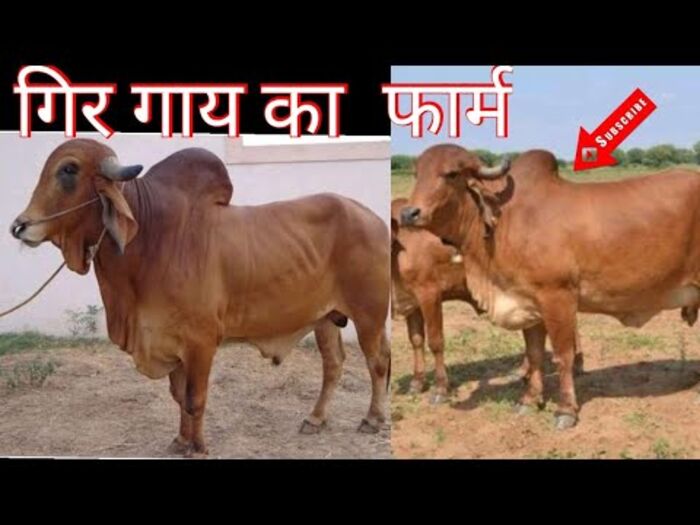 Desi Cow Near Me A Listly List