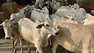 Bovine wisdom from govt body: India cow is clever, warm; jersey cow is lazy, emotionless | Latest News India - Hindus...