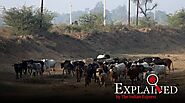 Explained: The American vs Indian cow debate | Explained News,The Indian Express