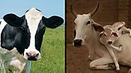 Jersey Cow or Desi Cow? Which Milk is better for your health? | by Soniya Nikam MS, RD. | DawaiBox | Medium