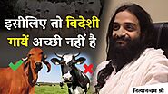 देसी गाय और जर्सी गाय में क्या अंतर? The Science Behind Indian Cow vs Jersey Cow Breed