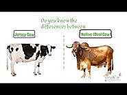 Difference between Desi Indian Cow and Foreign Jersey/HF Cows!