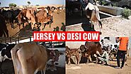 Comparison of Jersey vs Desi Cow | Dairy Talks -11