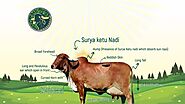 What is Difference between Gir Cow and Hybrid Cow - GirOrganic