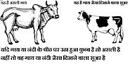 Panchgavya cow products- Gavyamart