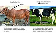 Milk Of Desi Cow Breeds Vs Foreign(Jersey and HF Cow)Breeds | Jersey cow milk, Jersey cow, Animals